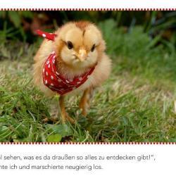 Pünktchen, das Küken, Foto: Juliane Teuteberg