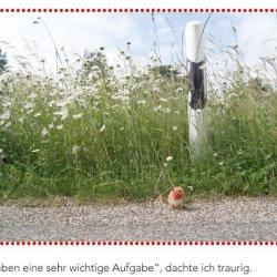 Pünktchen, das Küken, Foto: Juliane Teuteberg