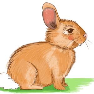 Hase_solo
