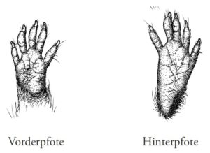 Pfote Waschbär