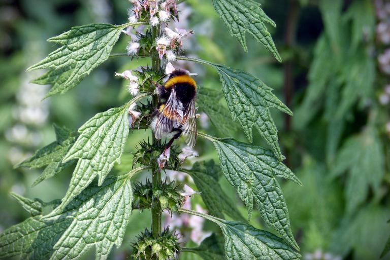 Insektenfreundlicher Garten Nahrungsquelle